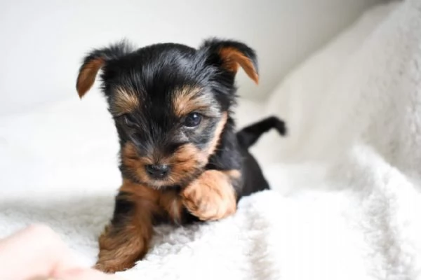 Healthy Yorkie puppies with home training | Foto 1