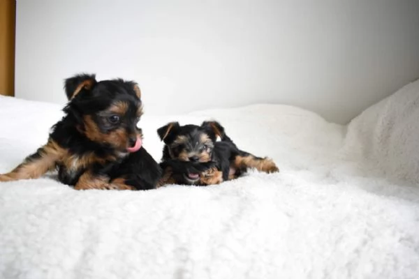 Healthy Yorkie puppies with home training