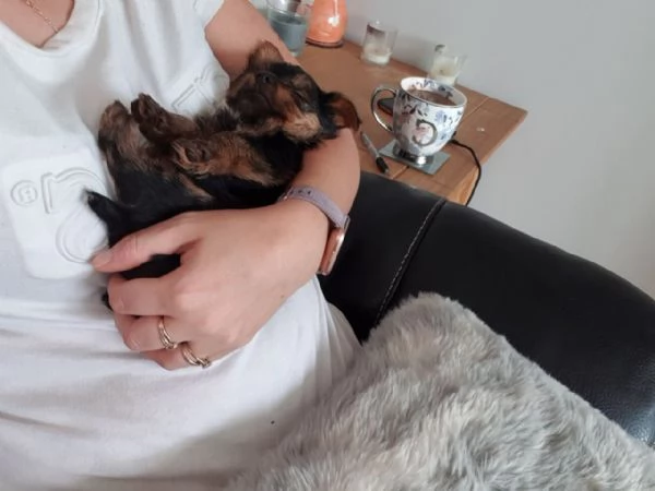 Beautiful Yorkshire terrier puppies with home training | Foto 0