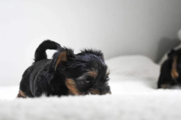 Toilet trained Yorkshire terrier puppies for sale | Foto 1