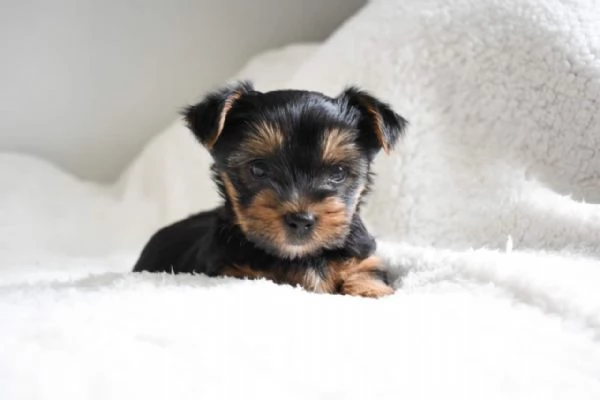 Trained Vaccinated Yorkshire puppies available for sale