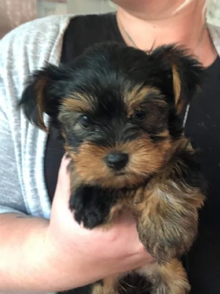 Trained Vaccinated Yorkshire puppies available for sale | Foto 1