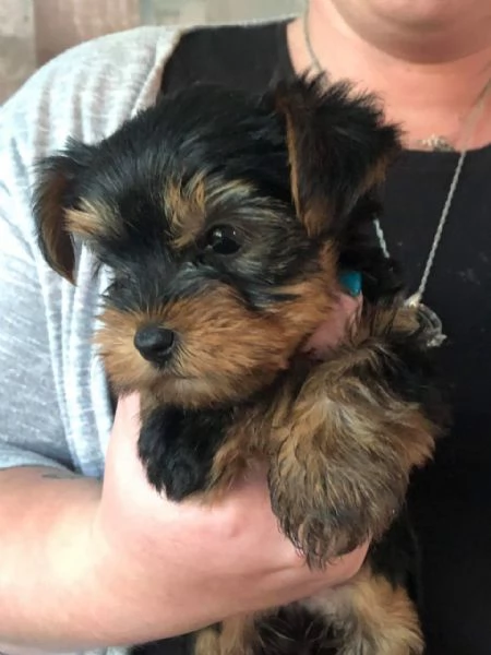 Trained Vaccinated Yorkshire puppies available for sale | Foto 0