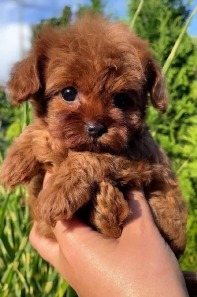 Cute Toy poodle puppies with toilet training for sale now | Foto 1