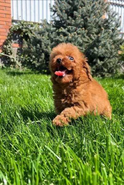 Cute Toy poodle puppies with toilet training for sale now