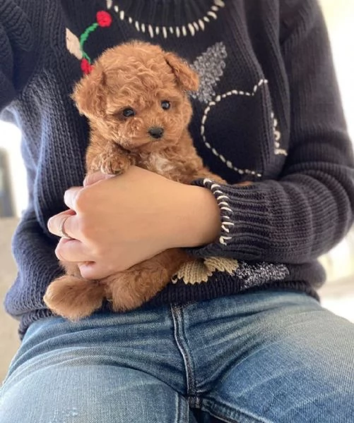 Cute Toy poodle puppies with toilet training for sale now | Foto 0