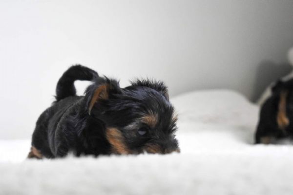 Cuccioli di Yorkshire di alta qualit disponibili ora