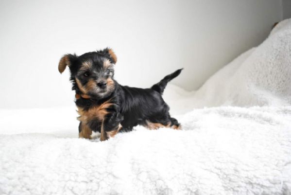 Cuccioli di Yorkshire di alta qualit disponibili ora | Foto 3