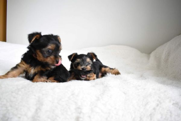 Cuccioli di Yorkshire di alta qualit disponibili ora | Foto 1