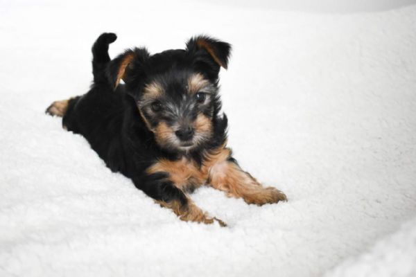 Cuccioli di Yorkshire di alta qualit disponibili ora | Foto 0