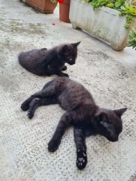 Regalo Gattina