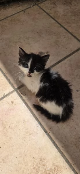 Regaliamo gattini in prov Brindisi Lecce Taranto 