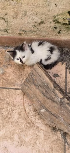 Regaliamo gattini in prov Brindisi Lecce Taranto  | Foto 5