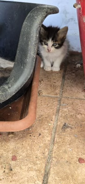 Regaliamo gattini in prov Brindisi Lecce Taranto  | Foto 4