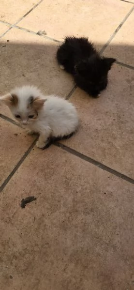 Regaliamo gattini in prov Brindisi Lecce Taranto  | Foto 2