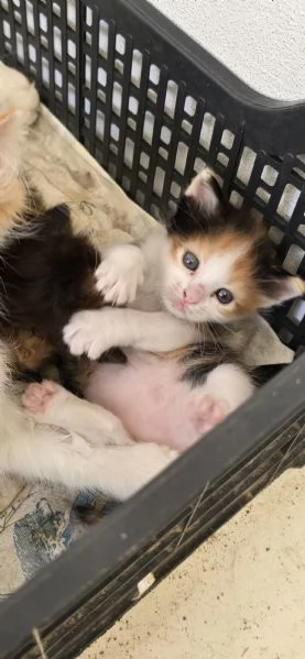 Regaliamo gattini in prov Brindisi Lecce Taranto  | Foto 1