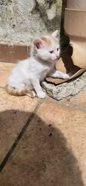 Regaliamo gattini in prov Brindisi Lecce Taranto  | Foto 0