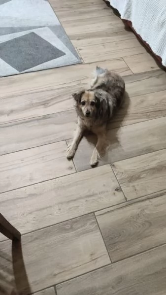 Regalo cane 