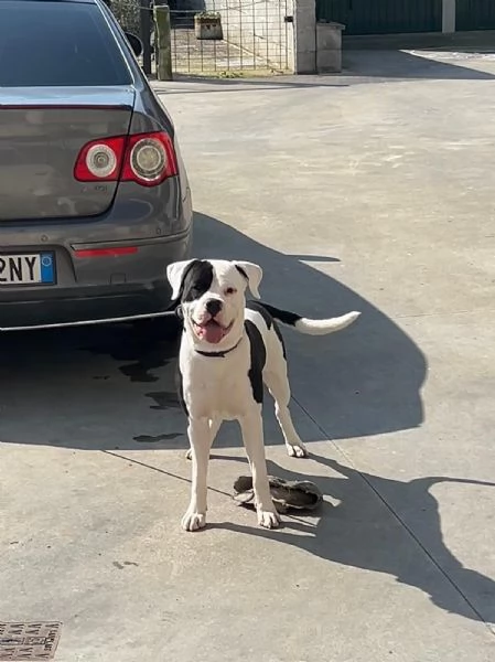 REGALO CANE