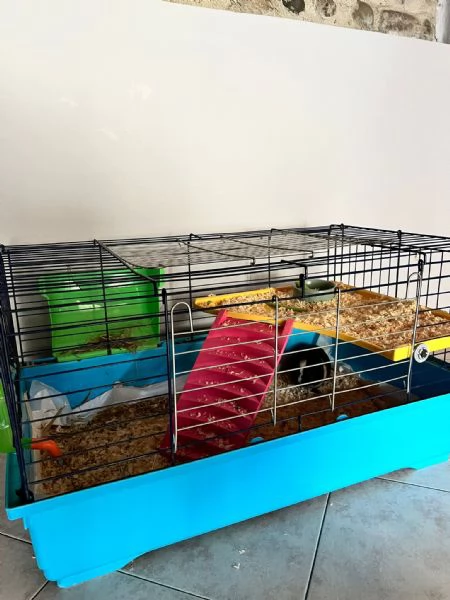 Cavia peruviana