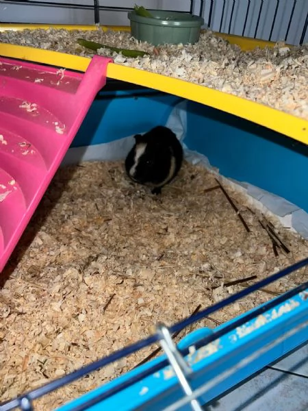Cavia peruviana | Foto 1