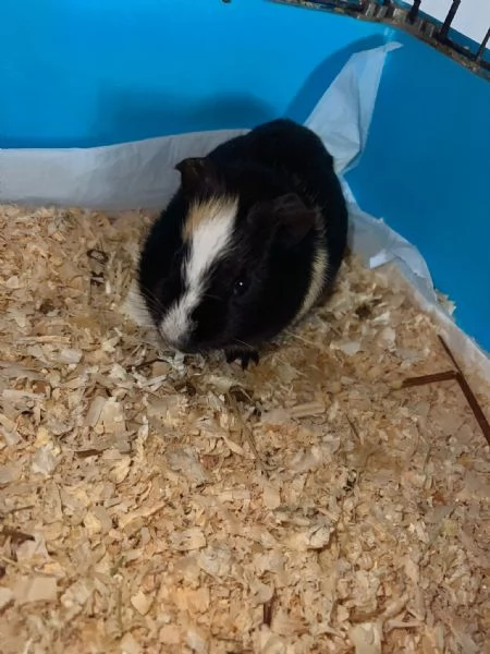 Cavia peruviana | Foto 0