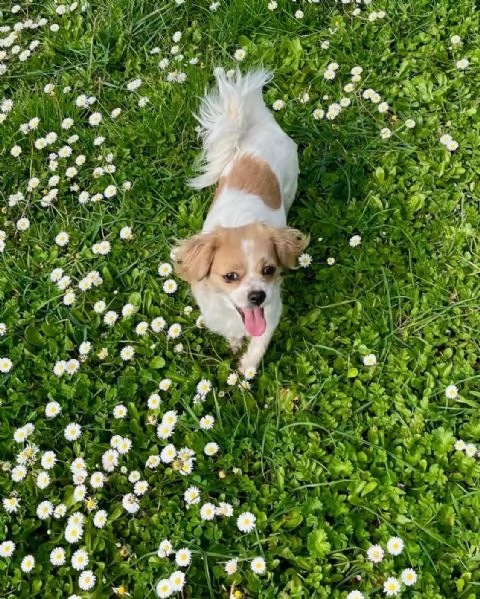Regalo cagnolino 
