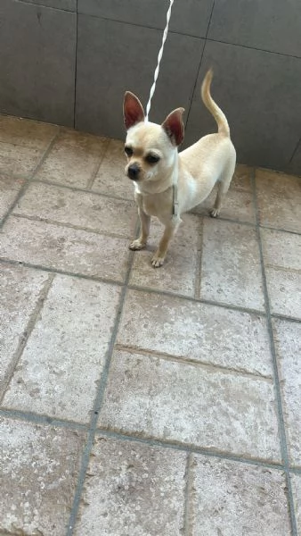 Chihuahua