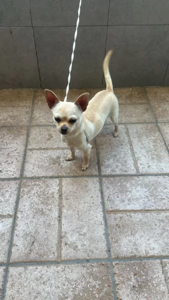 Chihuahua | Foto 1