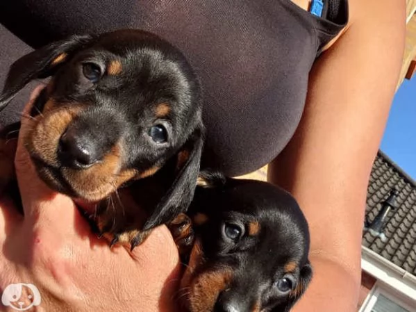 Cuccioli di Bassotto | Foto 4