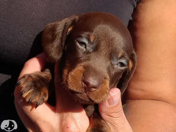 Cuccioli di Bassotto | Foto 2