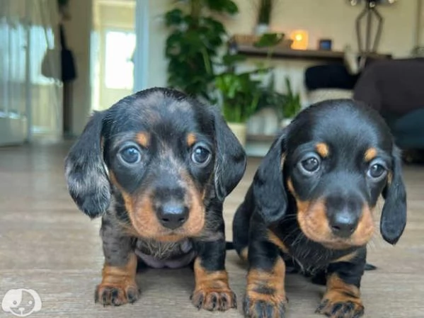 Cuccioli di Bassotto