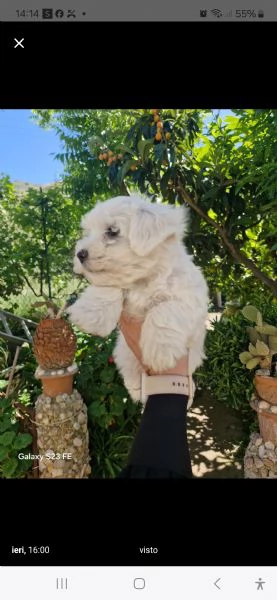 Maltese  toy