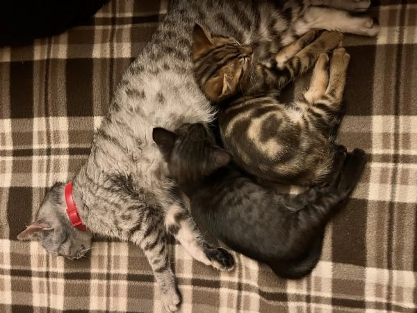 Bellisimo gattino Pepe 2 mese di colore raro | Foto 3