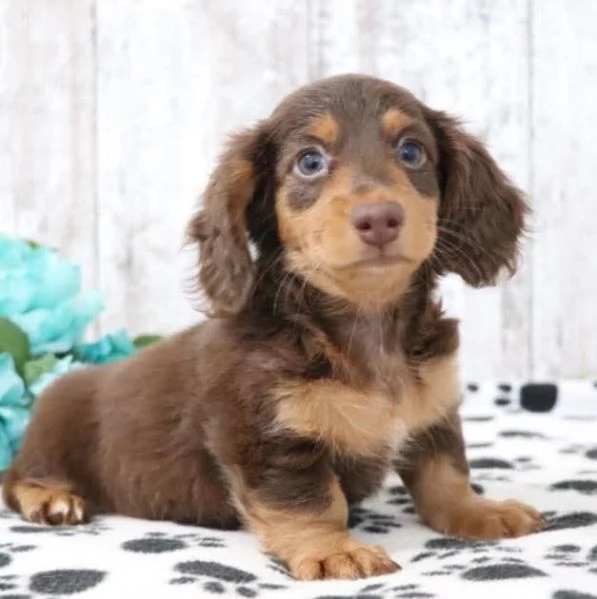 Regalo Cucciolo Regalo Bassotto  | Foto 0