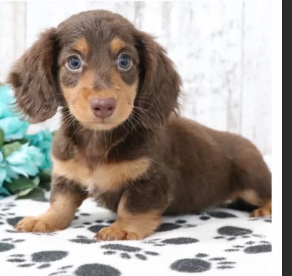 Regalo Cucciolo Regalo Bassotto 