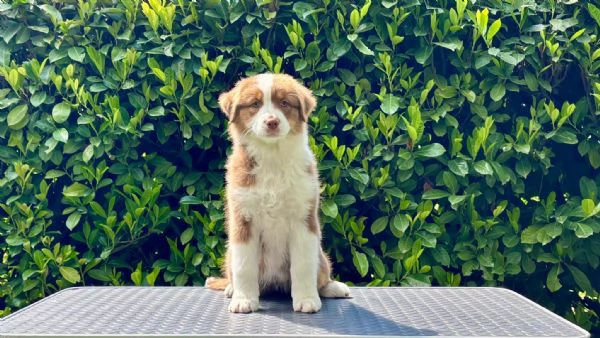 Australian shepperd