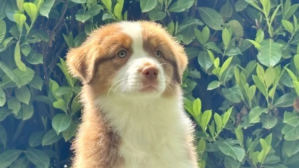Australian shepperd | Foto 4
