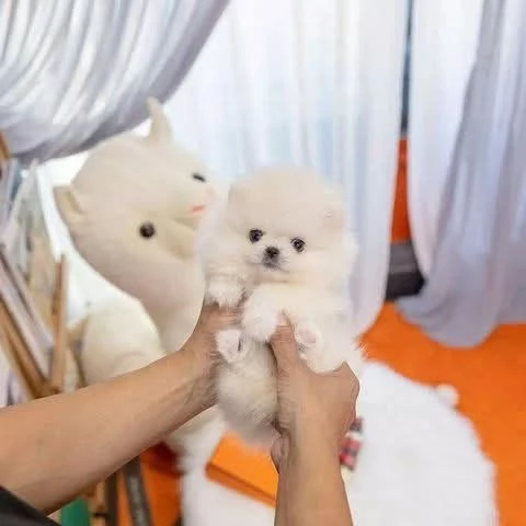 Cuccioli di Pomerania maschi e femmine disponibili 