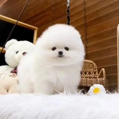 Cuccioli di Pomerania maschi e femmine disponibili  | Foto 2