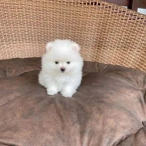 Cuccioli di Pomerania maschi e femmine disponibili  | Foto 1