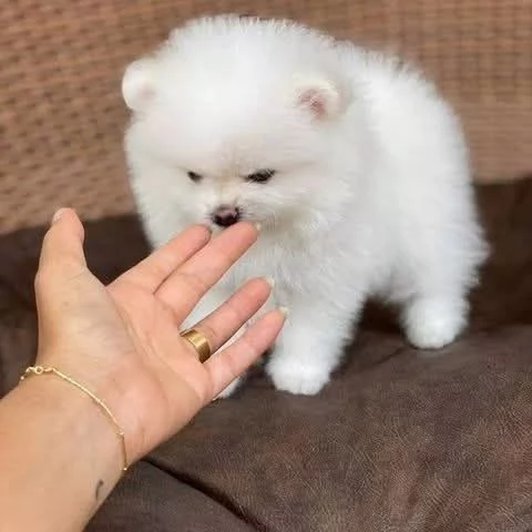 Cuccioli di Pomerania maschi e femmine disponibili  | Foto 0