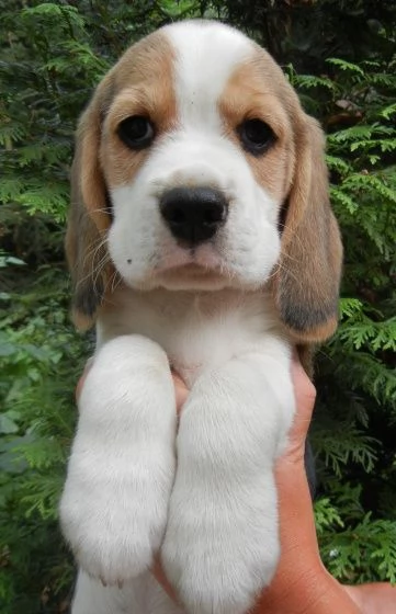 Cuccioli di Beagle disponibili | Foto 4