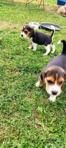 Cuccioli di Beagle disponibili | Foto 3