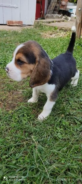 Cuccioli di Beagle disponibili | Foto 2