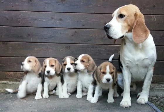 Cuccioli di Beagle disponibili