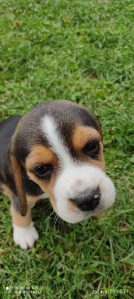 Cuccioli di Beagle disponibili | Foto 1