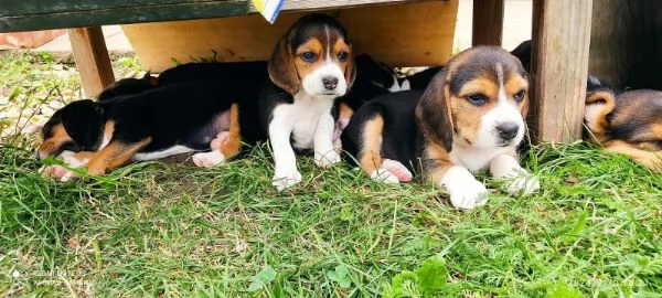 Cuccioli di Beagle disponibili | Foto 0