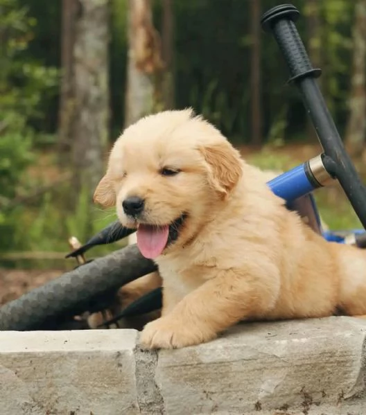 Regalo Cucciolo Regalo Golden retriever 