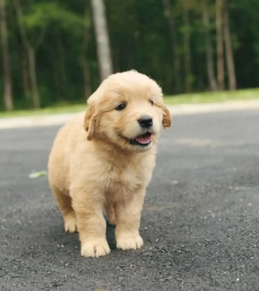 Regalo Cucciolo Regalo Golden retriever  | Foto 0